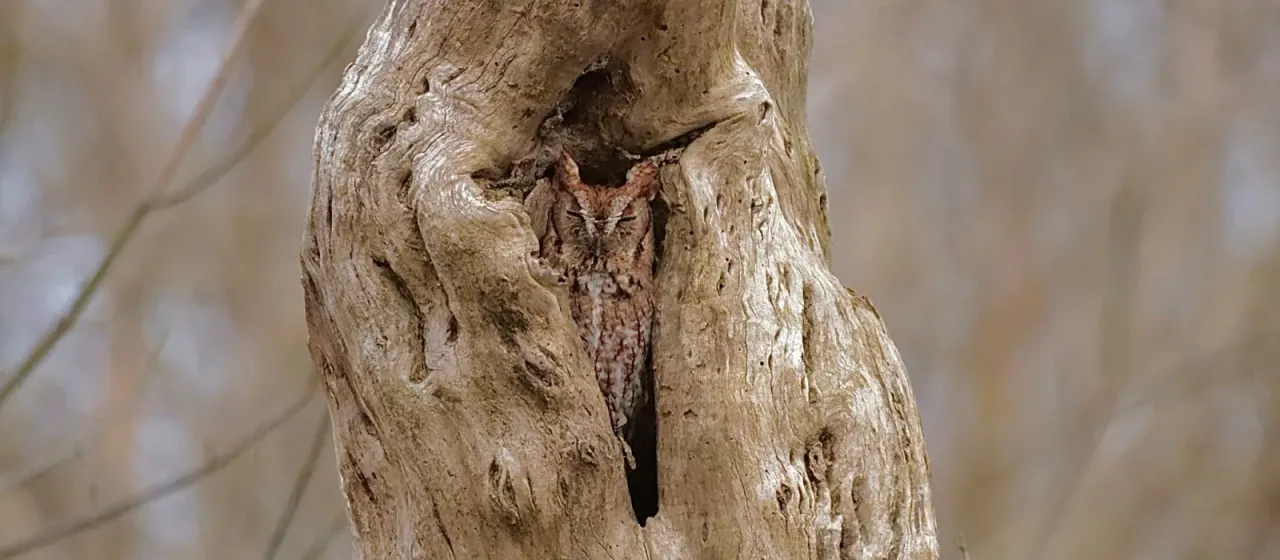 Eastern screech owl