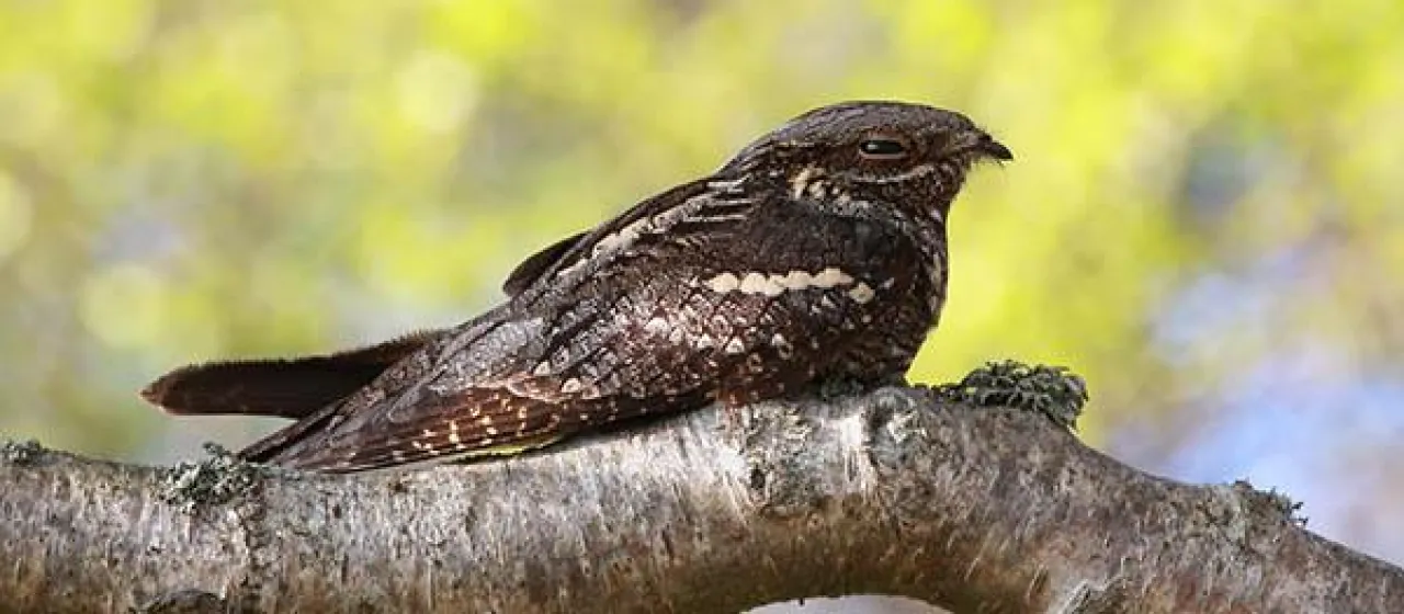 European nightjar