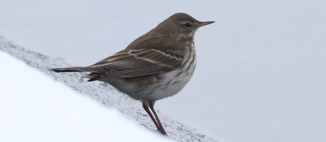 Water pipit