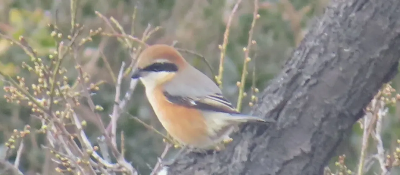 Bull-headed shrike