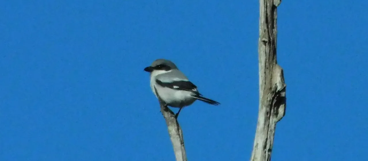 Loggerhead shrike