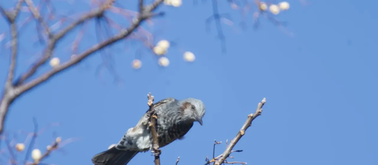 Brown-eared bulbul