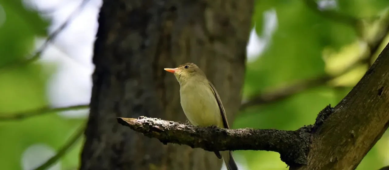 Icterine warbler