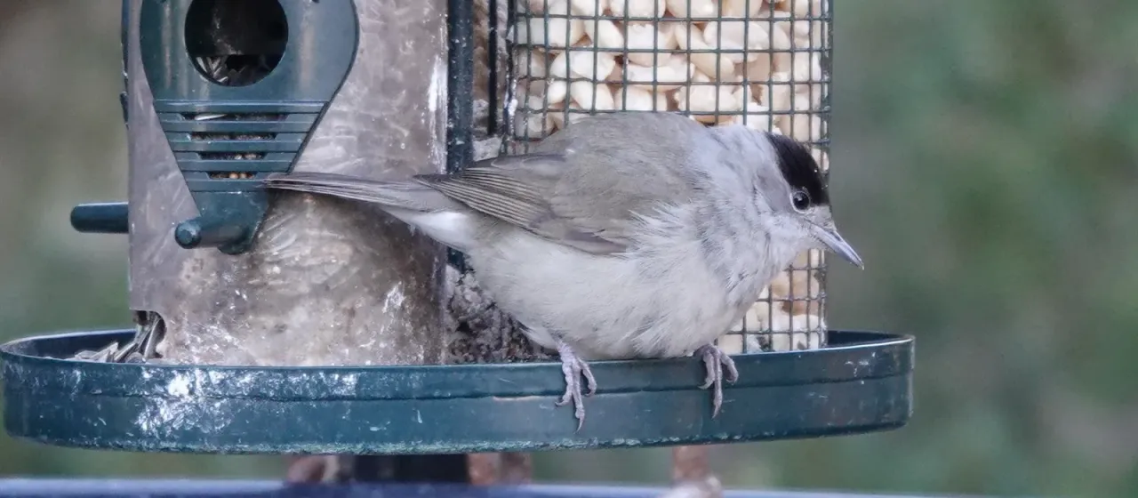 Blackcap