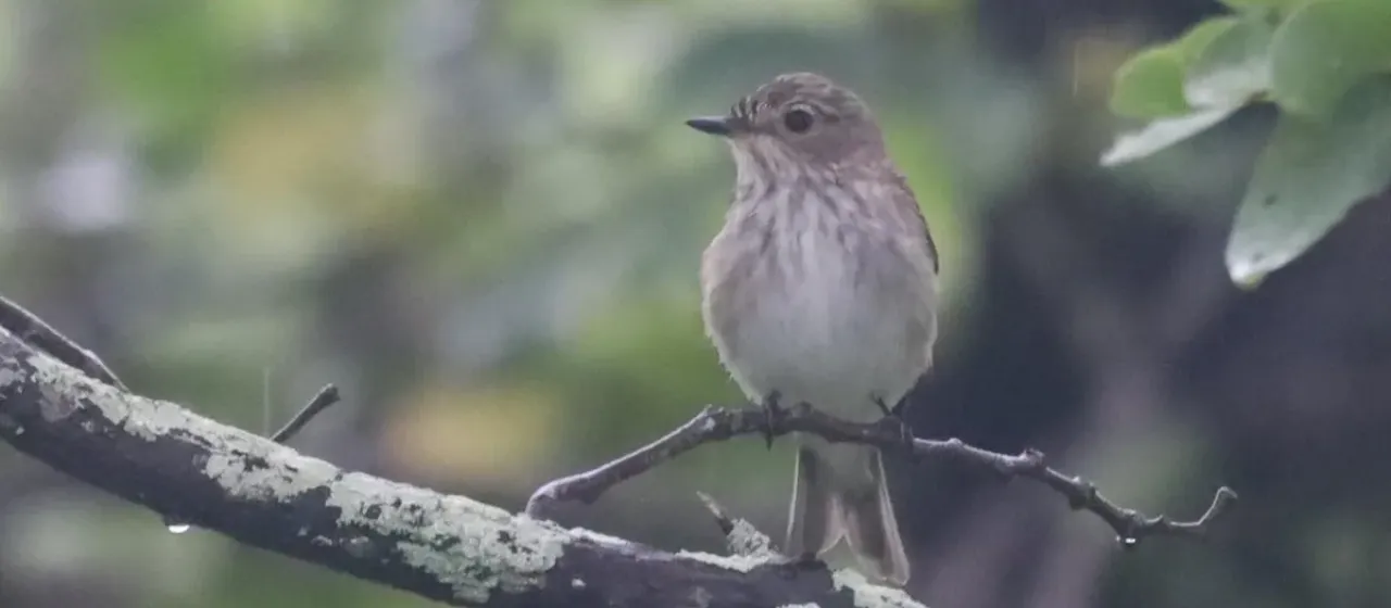 Spotted flycatcher