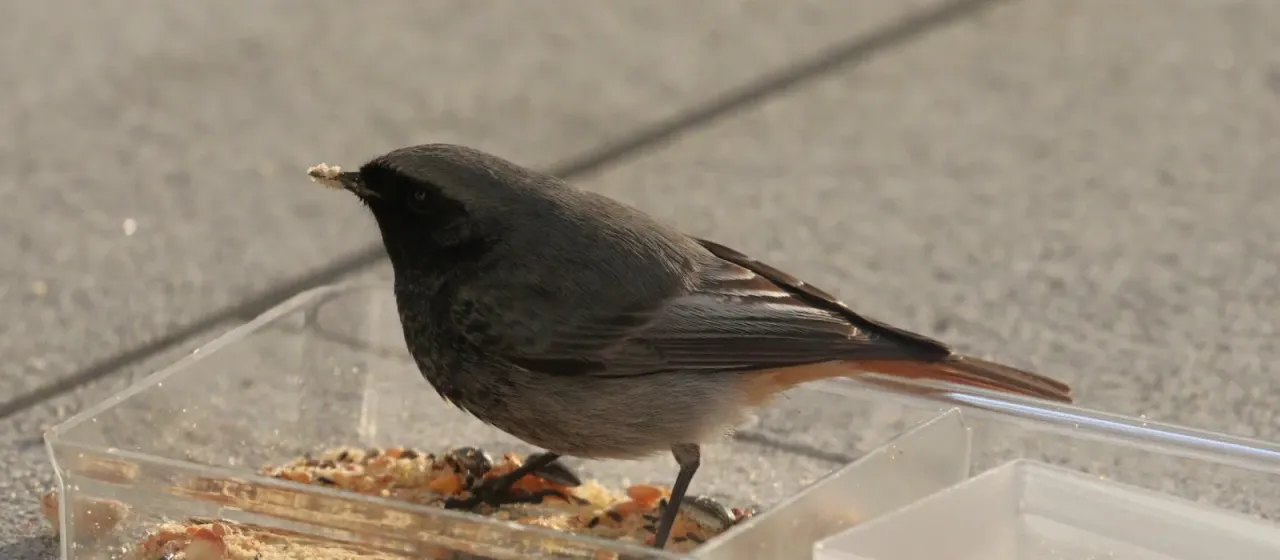 Горихвостка-чернушка