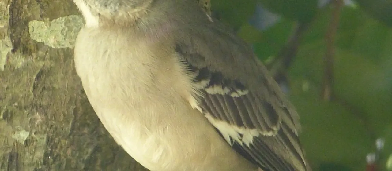Northern Mockingbird