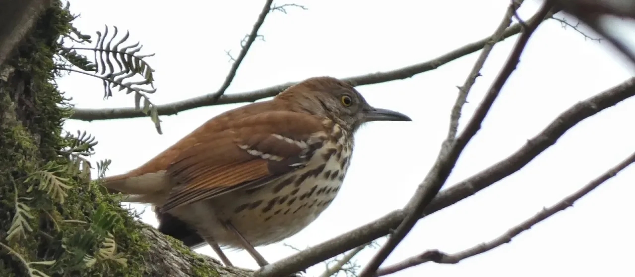 Brown Thrasher