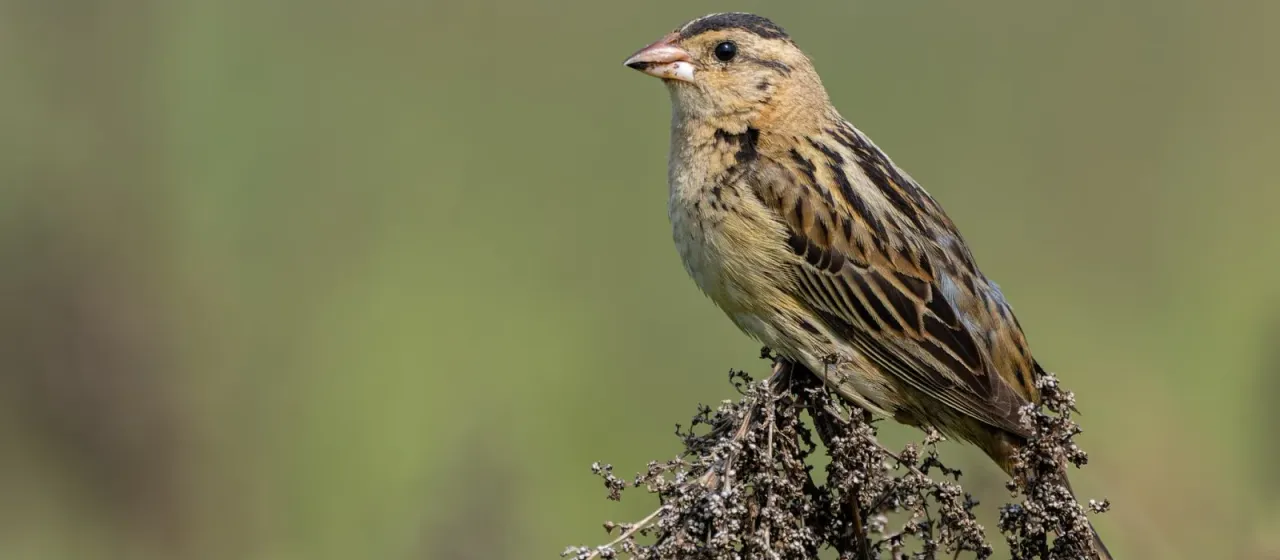 Bobolink