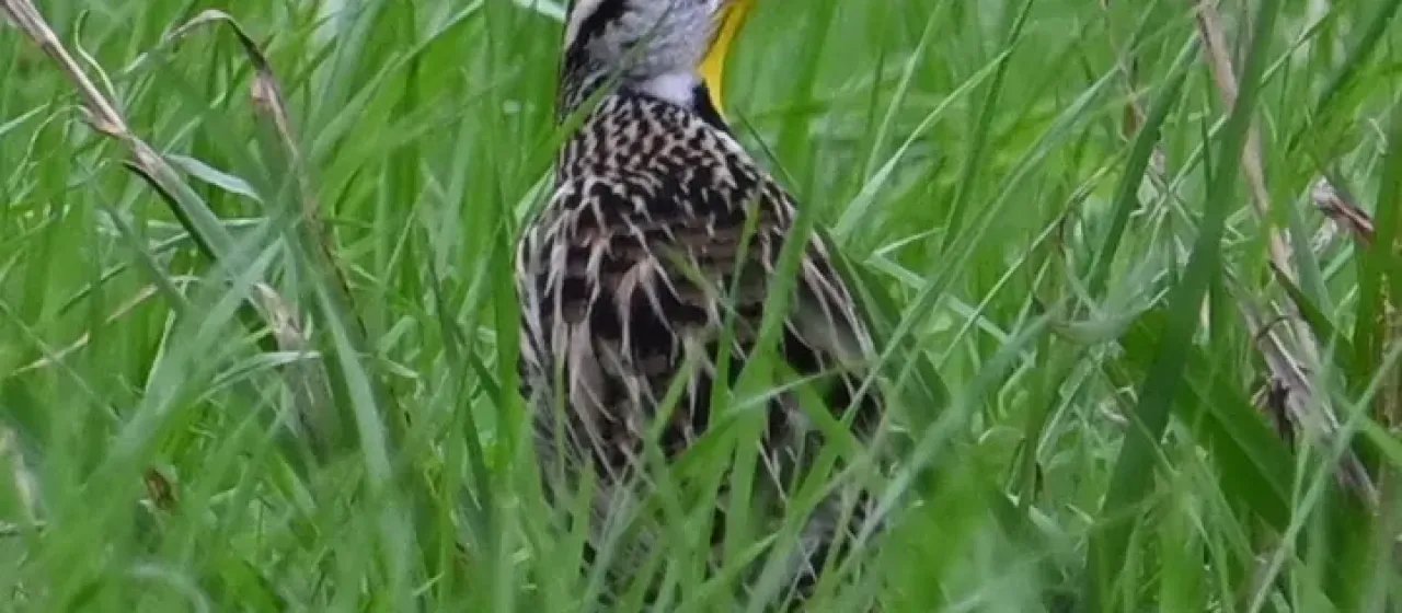Meadowlarks