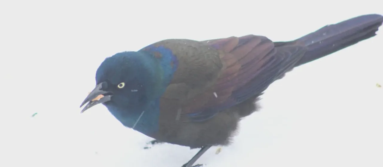 Common grackle