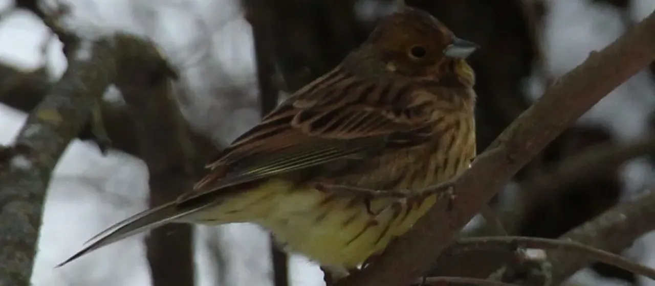 Yellowhammer