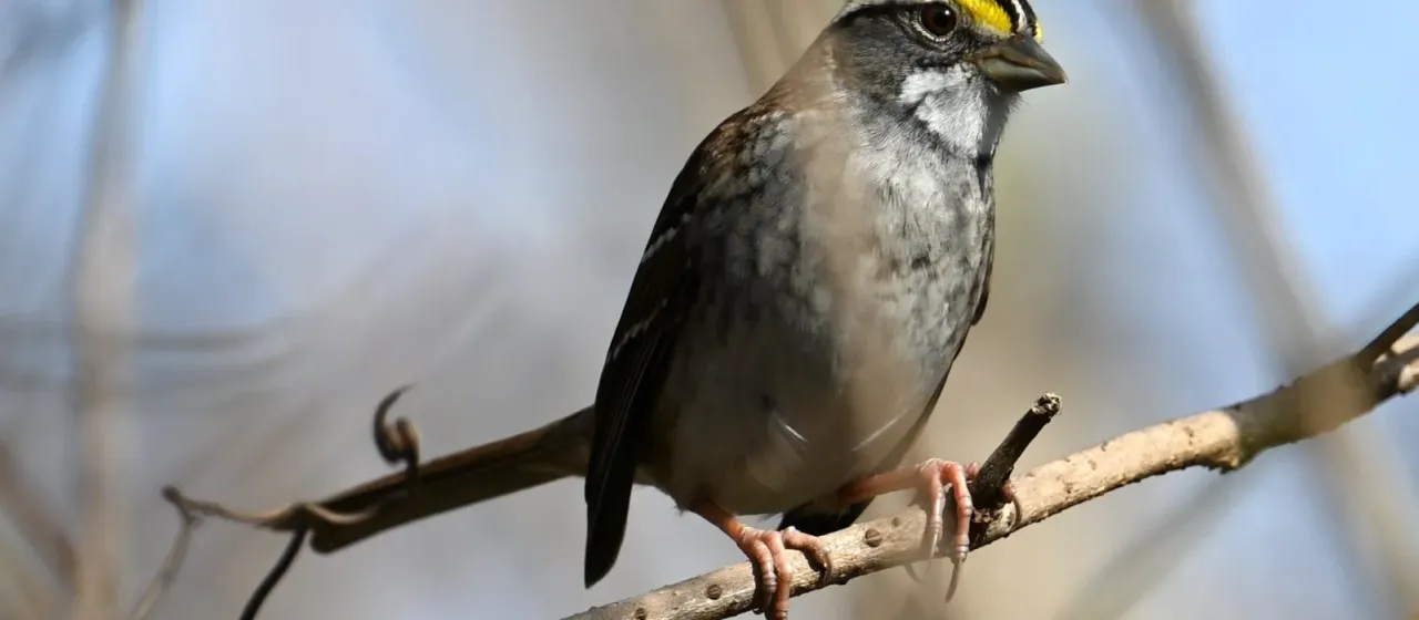White-throated sparrow