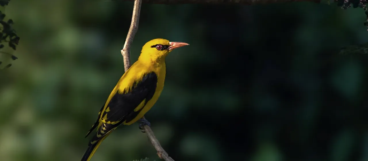 Golden oriole