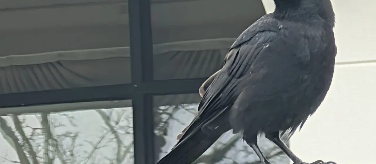 American crow