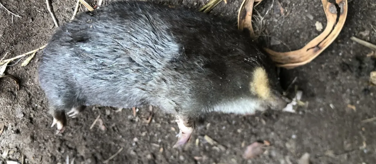 Golden mole