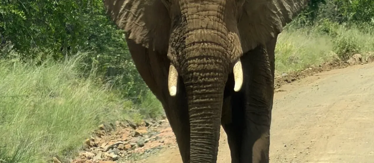 African elephant
