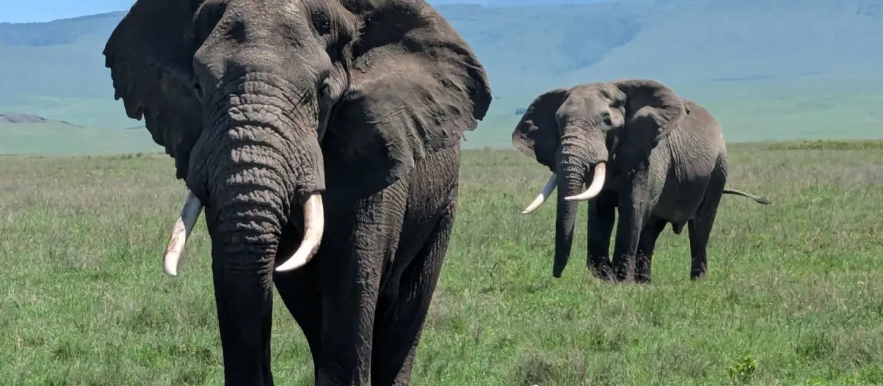 African bush elephant