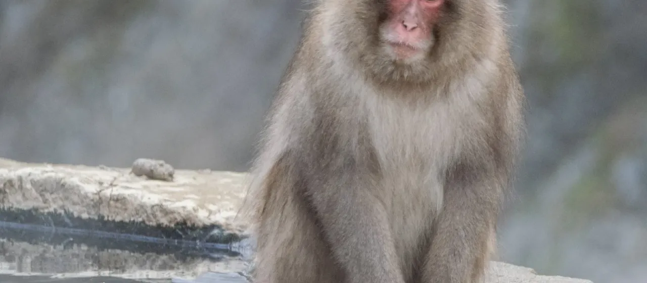 Japanese macaque