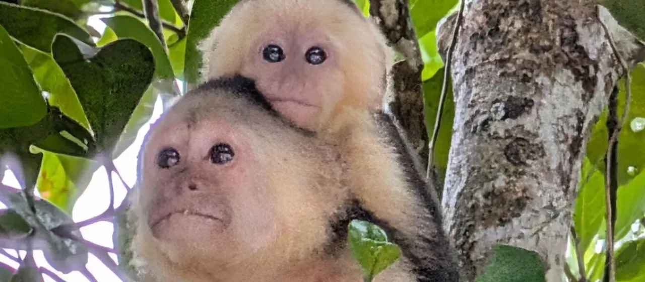 Capuchin monkey