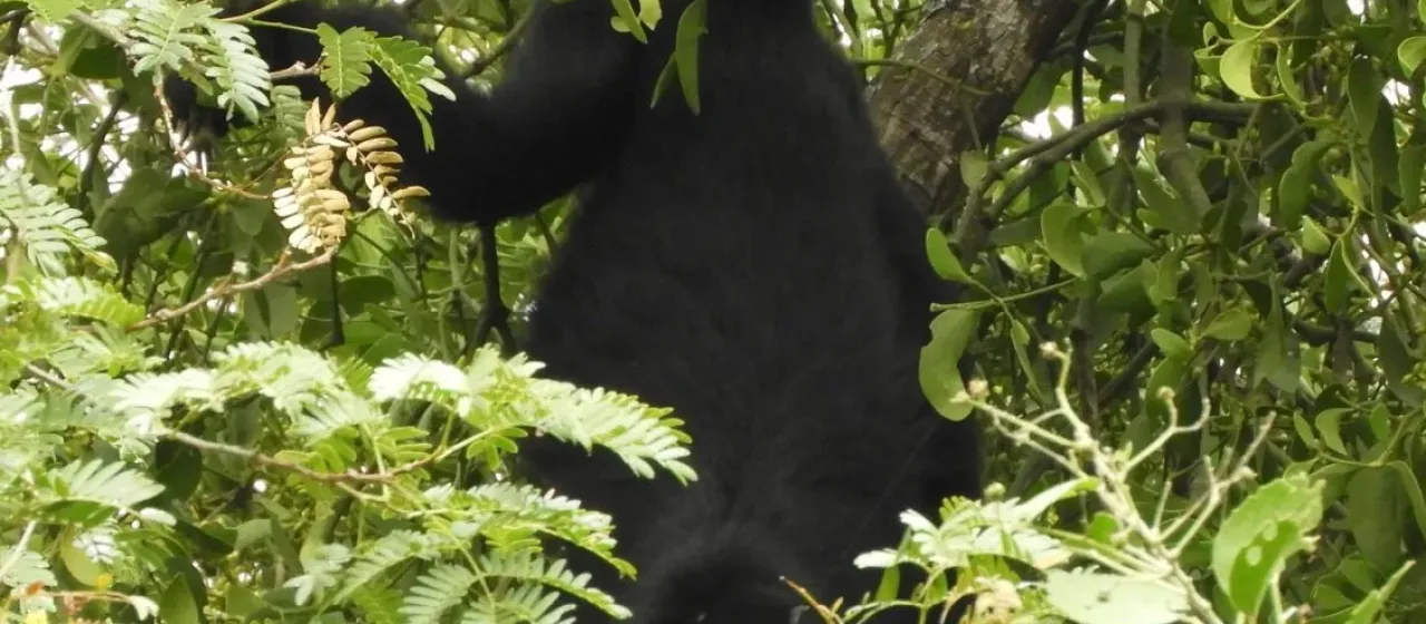 Black howler