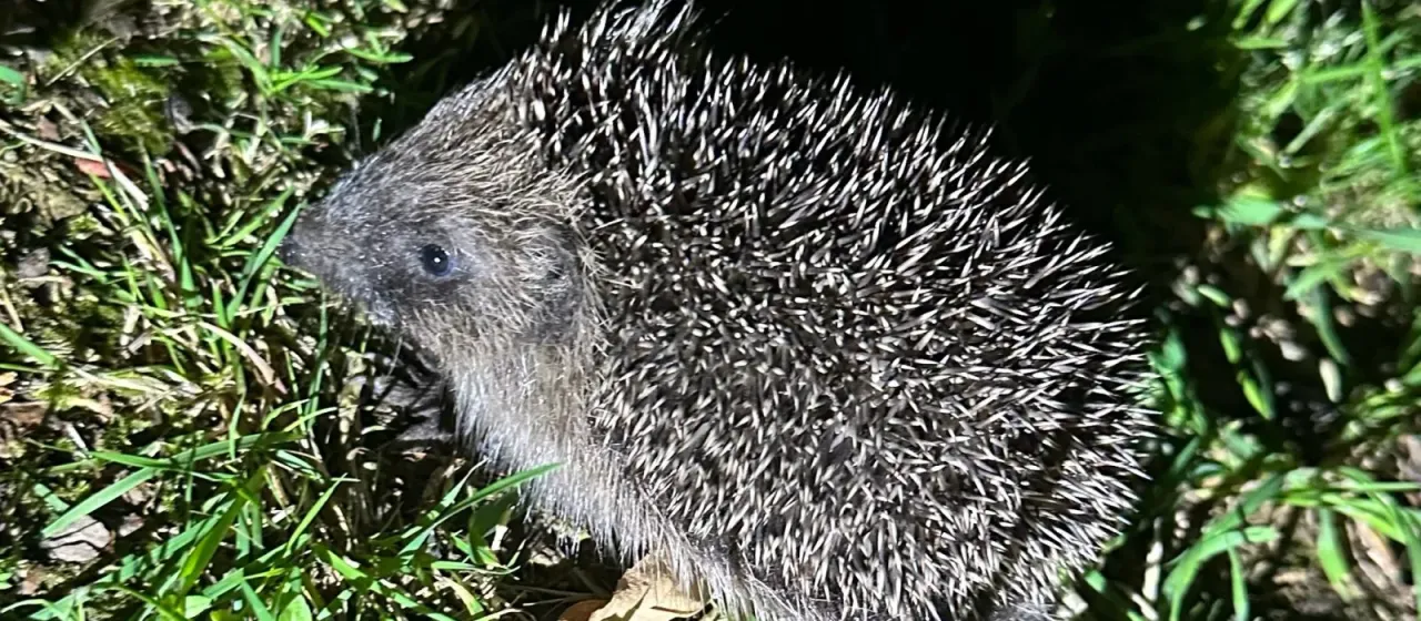 European hedgehog
