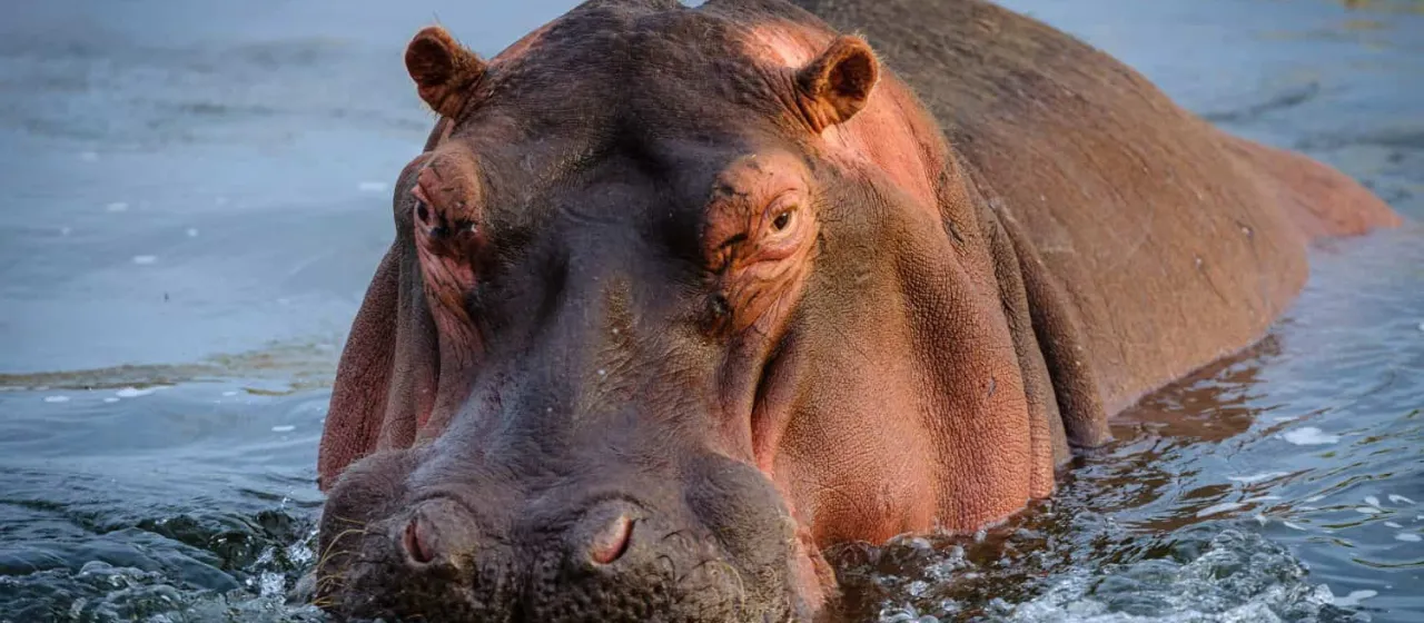 Hippopotamus