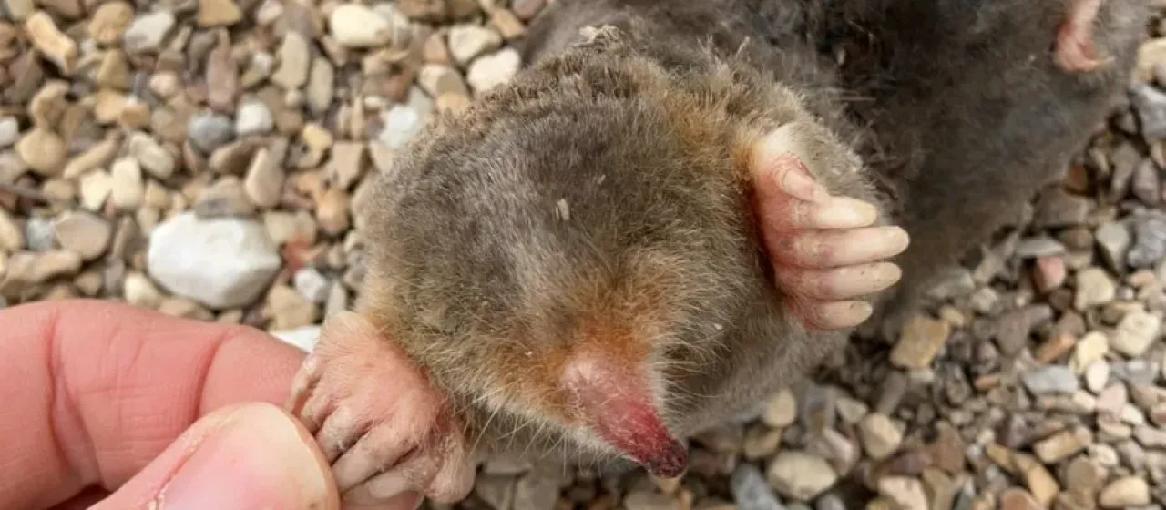 Eastern mole