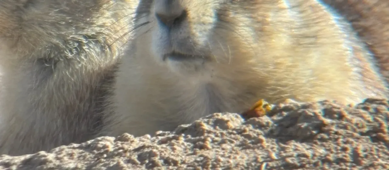 Луговая собачка