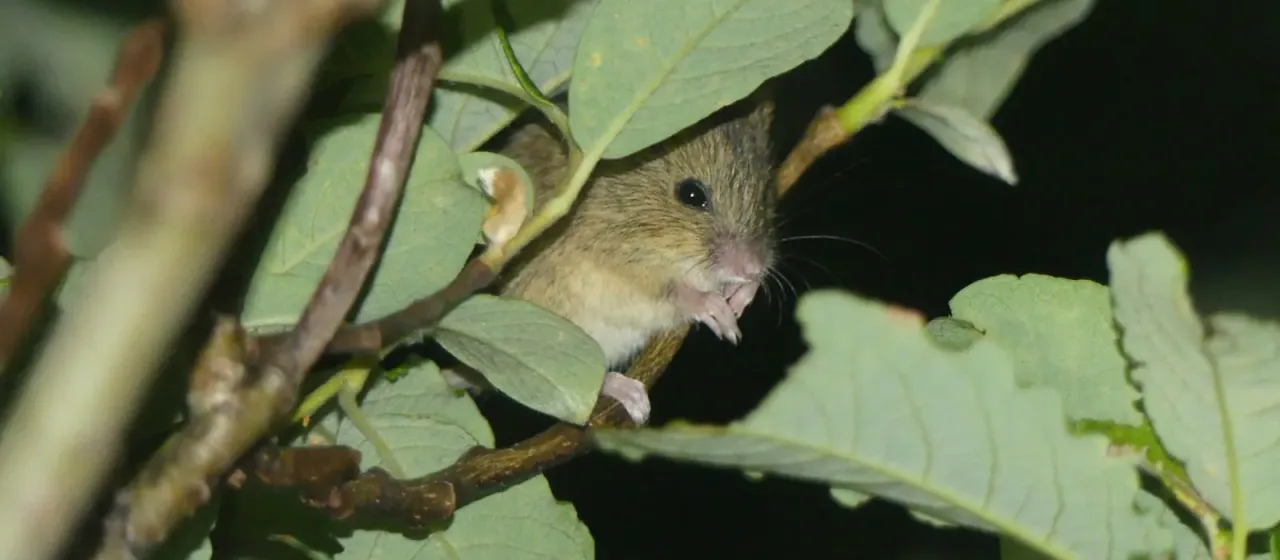 Northern birch mouse