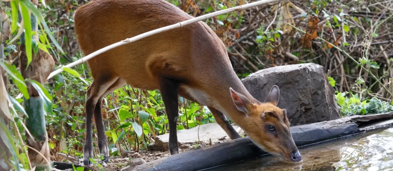 Indian muntjac