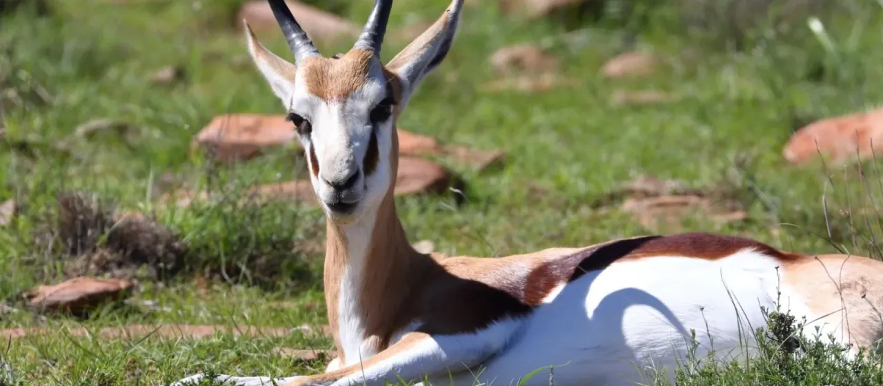 Springbok