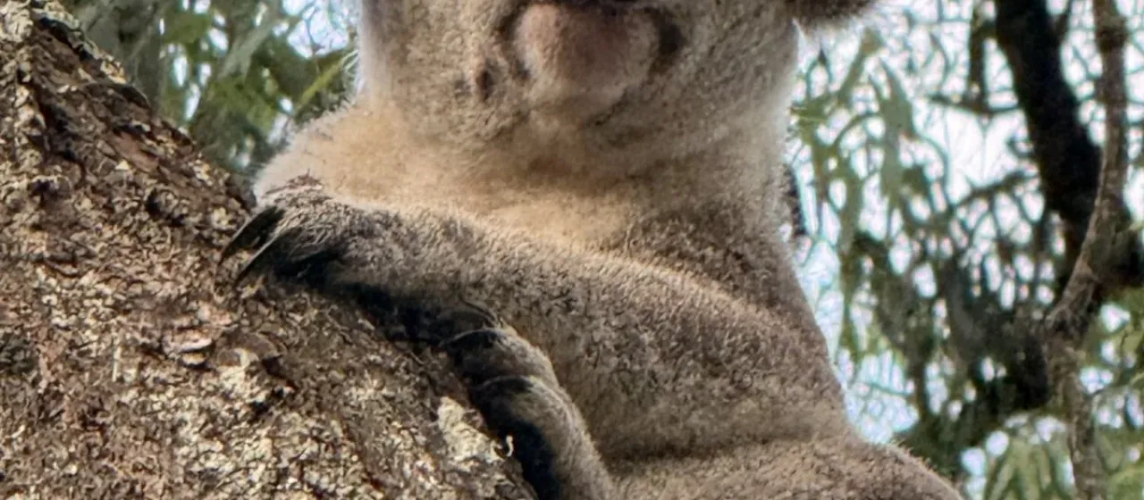 Koala