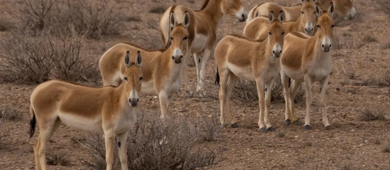 Onager