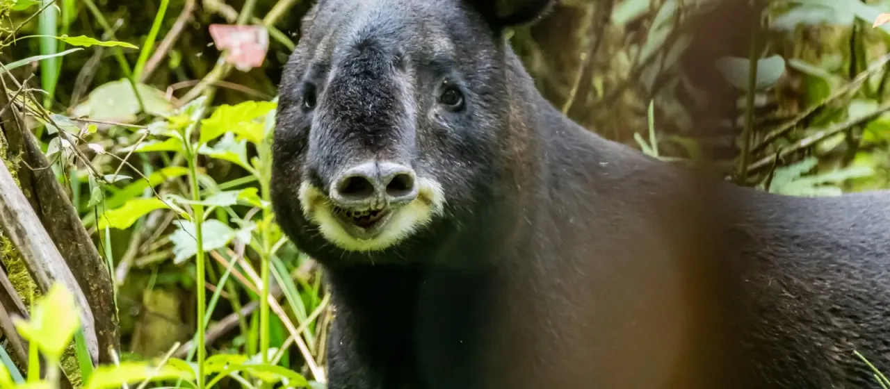 Tapir