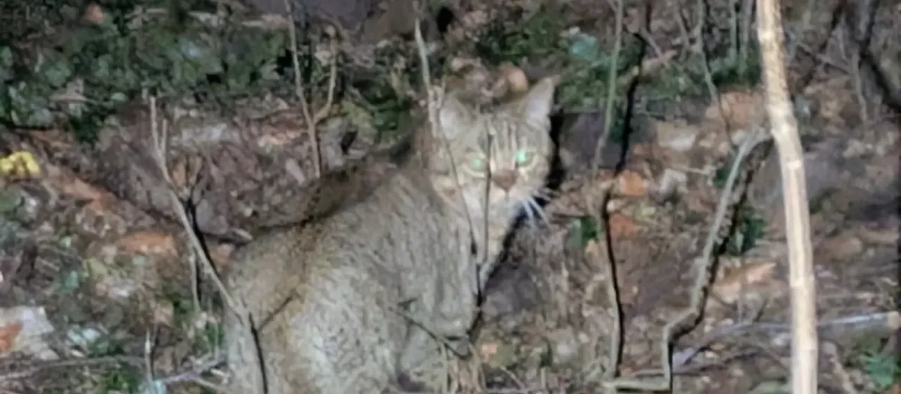 European wildcat