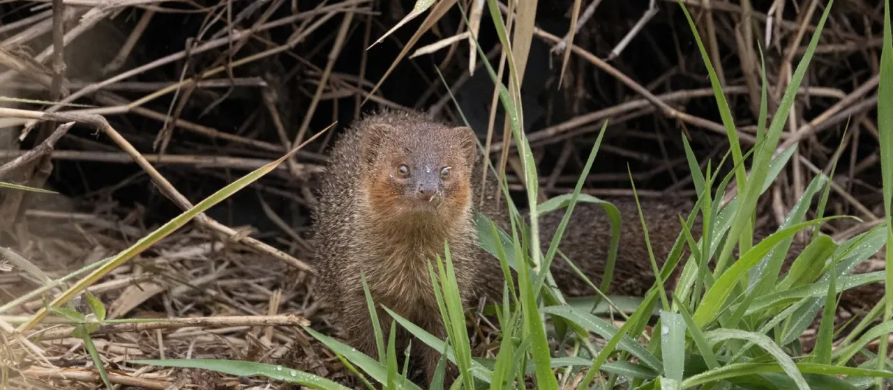 Яванский мангуст