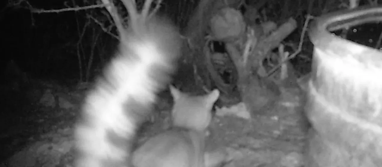 Ringtail