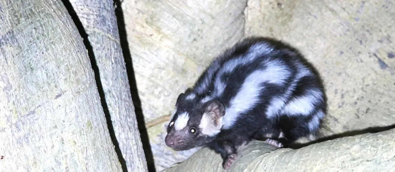 Spotted skunk