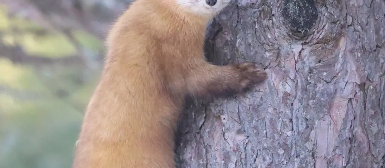 American marten