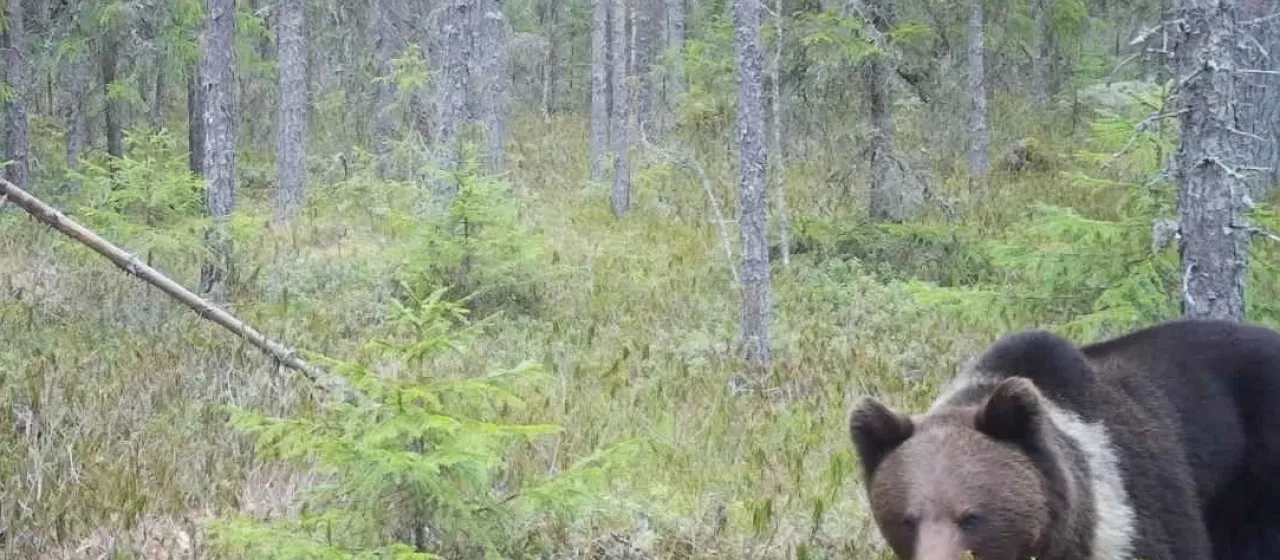 Brown bear