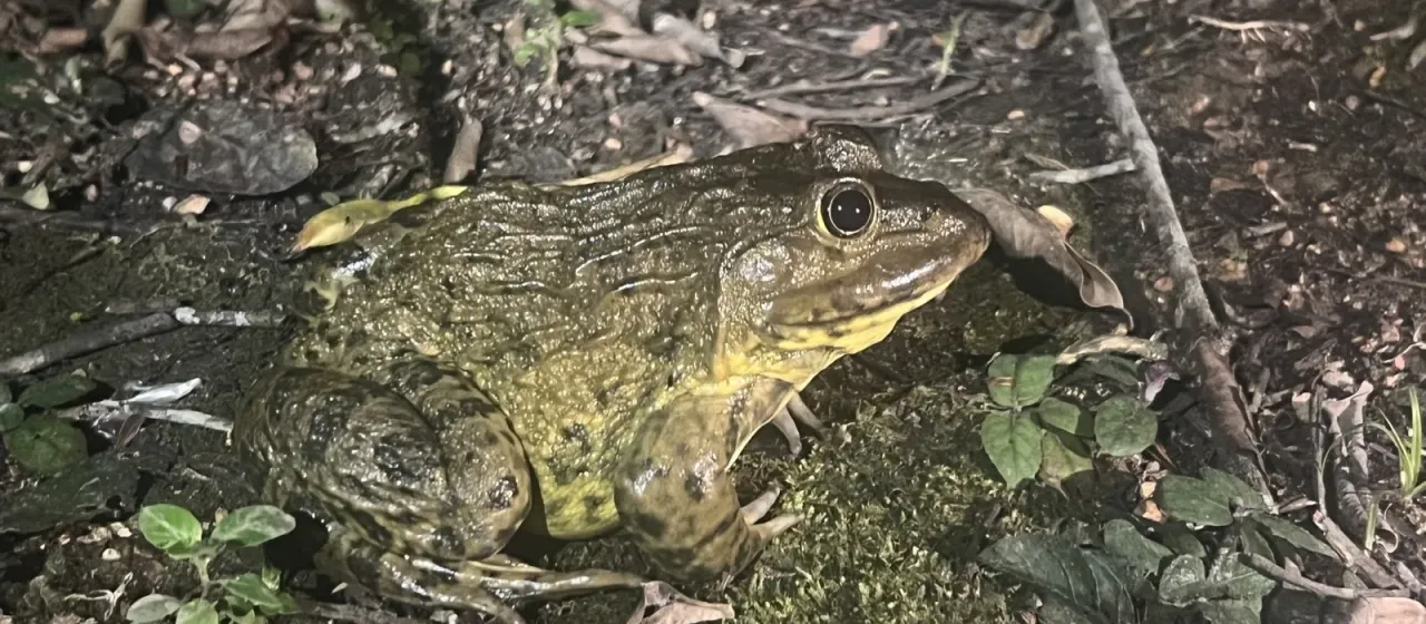 Bullfrog (genus Hoplobatrachus)