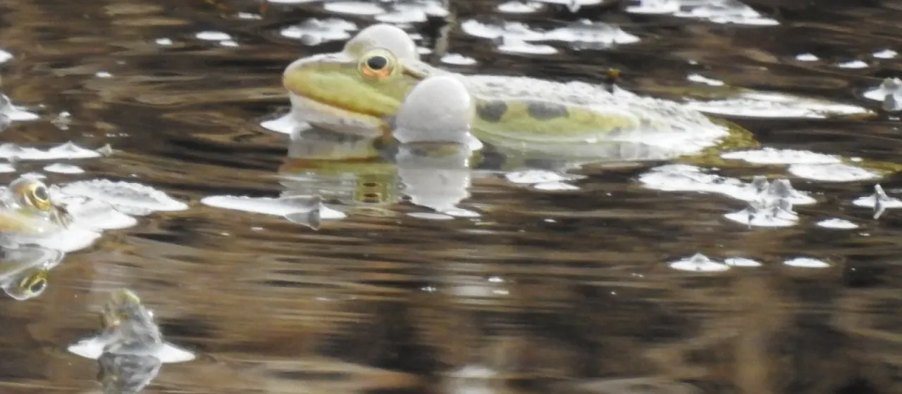 Marsh frog