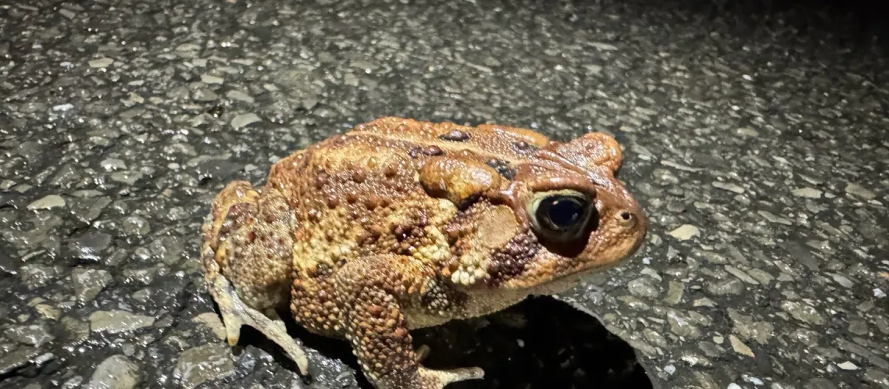 American toad