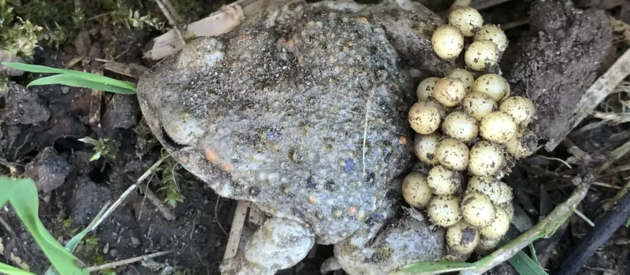 Common midwife toad