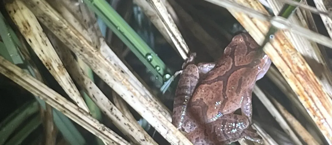 Spring peeper