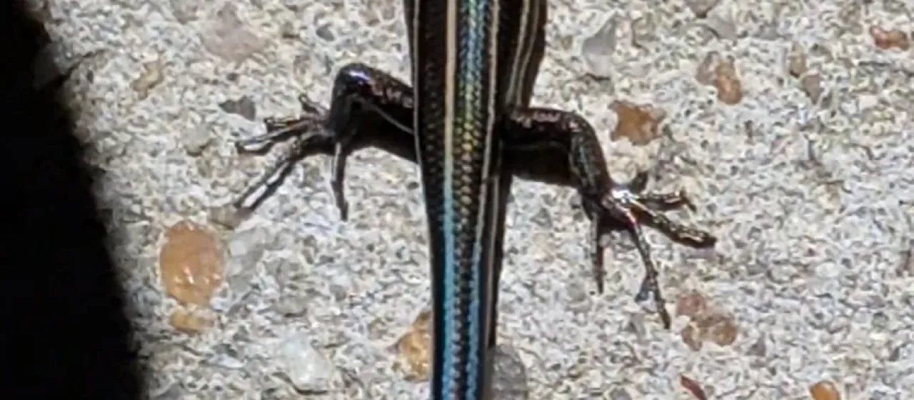Five-lined skink