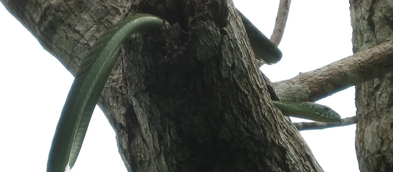Western green mamba
