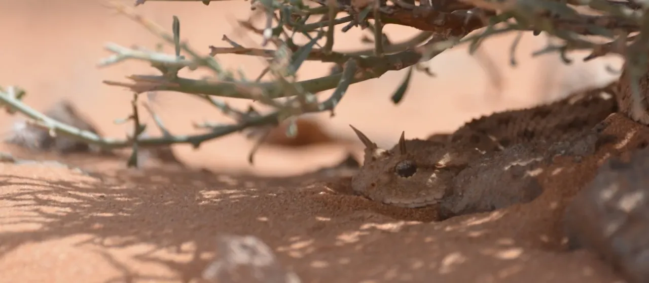Saharan horned viper