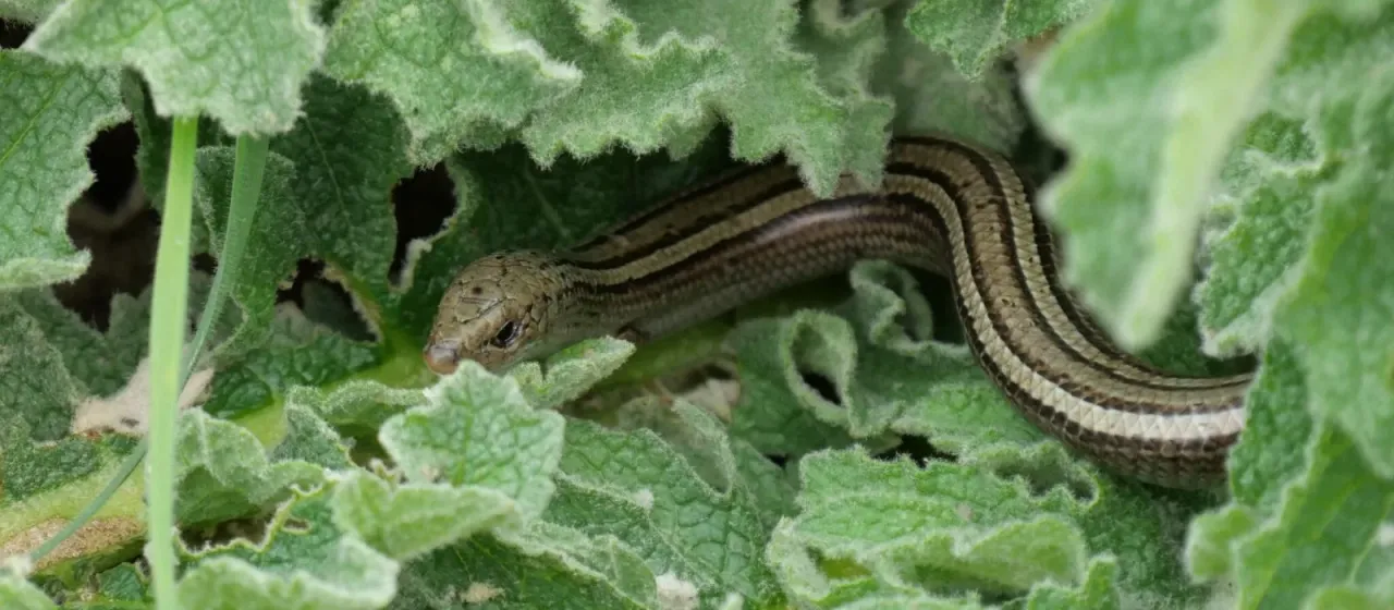 Three-toed skink
